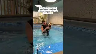 The definition of just keep swimming 🐥💦 Ducky’s a natural swimmer 🥲 #duckytheyorkie #hydrotherapy