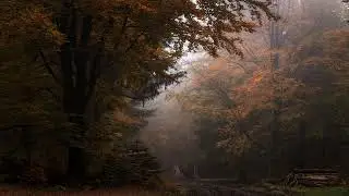 feeling melancholic during a moody autumn (dark academia)