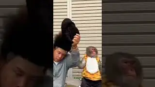 Shocked Monkey 