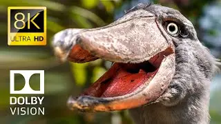 ANIMAL EMPIRE 60FPS 8K ULTRA HD