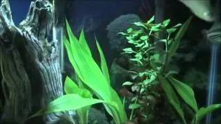plant profiles- ribbon plant