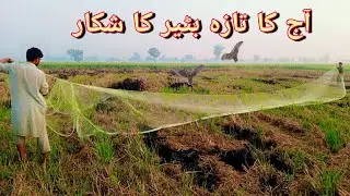 Today quail hunting //آج کا تازہ بٹیر کا شکار