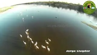 FLAMENCOS Y CISNES COSCOROBAS