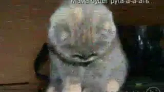Смешные коты