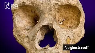 Are ghosts real? | Natural History Museum