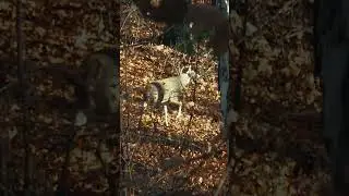 This buck had 4 DROPTINES  #bowhunt #deer #archery #bowhunting #huntingseason