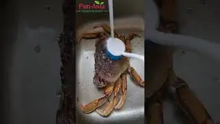 Trying Live Dungeness Crab From Pan Asia Supermarket 🦀