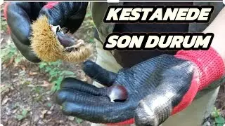 Kestane zamanı geliyor. Kestanede son durum. #kestane