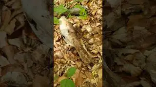 Found Gefunden 