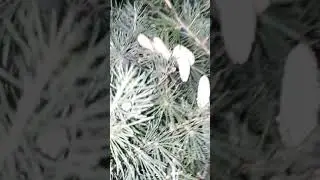 Conifer Pollen