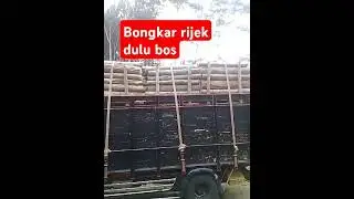 bongkar rijek dulu bos #rijek #truk #kayu #albasia #trukoleng