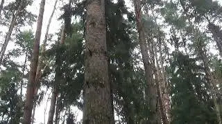 Авторский ритуал Инги Хосроевой. К Василисе Премудрой для решения неразрешимой задачи для всех.