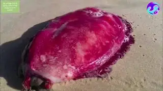 Топ подборка редких и удивительных животных.Эволюция пошла не так.Легендарные животные 2