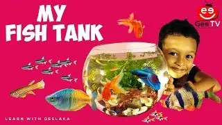 Learn With Geelaka - My Fish Tank - GeeTV