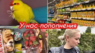 Продукты на неделю ✔️ Покупки для попугая ✔️ попугай Какарик ✔️ Блогеры Германии ✔️ Влог