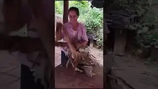 COMO HACER UN NIDO PARA GALLINAS