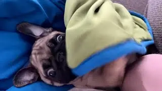 Pug Puppy vs Blanket