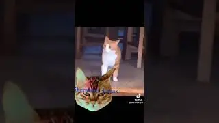 | Подборки видео. Оригиналы