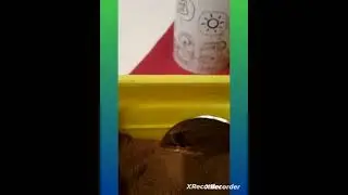 это  делал  каждый1