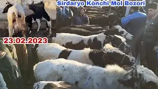 Sirdaryo Kònchi Mol Bozori Ena bola Novvoslar 23.02.2023