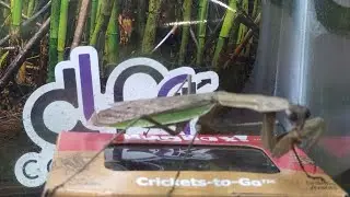 Praying Mantis feeding time.