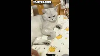 Stubborn and funny cat wants to tear up my charging cable @petsanimalsss