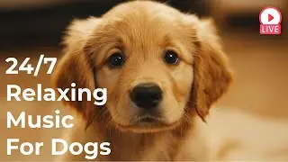 🔴[LIVE] 24/7 Dog Music🎵 Relaxing Music for Anxious Dogs🐶 Separation anxiety relief music 💖Dog Sleep🔴