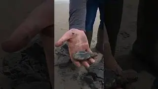 SUBSISTENCE LIVING | COASTAL FORAGING FOR CLAMS! | 