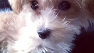 Coco from Instagram / 20180201