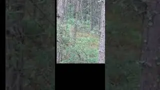 Встреча с медведем