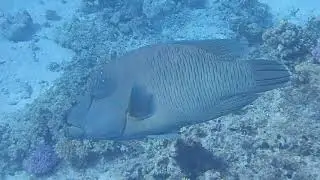 Big napoleon fish. Наполеон большой. Cheilinus undulatus