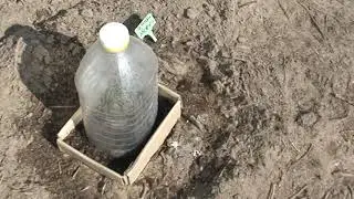 высадка пионов из магазина в открытый грунт