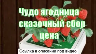 Чудо ягодница сказочный сбор купить - чудо ягодница сказочный сбор цена где купить.