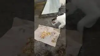 BERI MAKAN PASANGAN KUCING LIAR