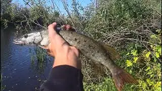 Вылазка в пойму