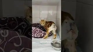 Пустику не собрали💔