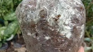pwede pa ba itanim ang binhi na may green mold