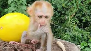 Cute tiny baby monkey training 