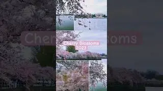 Cherry  Blossoms 2023 in Washington DC was a blast!!!  Are you going to see it this year? #travel