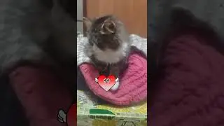 Минни, тетя Кота Зеновея😻