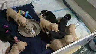 Goldador puppies potty trained on pee pad after drinking milk supplement first time