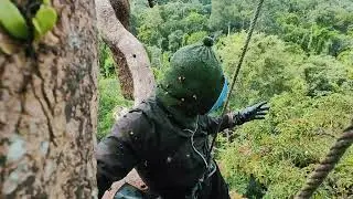 BEE TUALANG 500KG 1 TREE @ Joema Malaysia Official