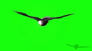 Chil Ka green screen | eagle green screen | eagle green screen video 🦅 | birds green screen #birds