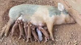 Daisy's little pigs were born/the sheep returned.🙏