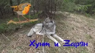 Хунт и Зарянка