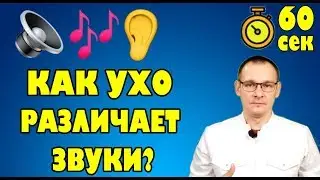 ВОСПРИЯТИЕ ЗВУКА. БАРАБАННАЯ ПЕРЕПОНКА. Тело человека за 60 сек