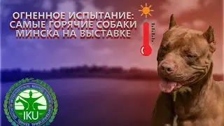 ОГНЕННОЕ ИСПЫТАНИЕ: САМЫЕ ГОРЯЧИЕ СОБАКИ МИНСКА НА ВЫСТАВКЕ. Залижем до смерти своих подписчиков