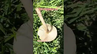 Mushrooms That are Life Threatening!!