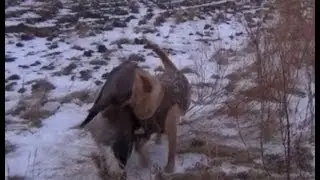 Охота зимой у 