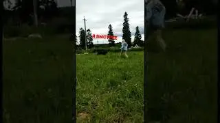 Догонялки💃🏼🐕#любовь #ротвейлер #shorts